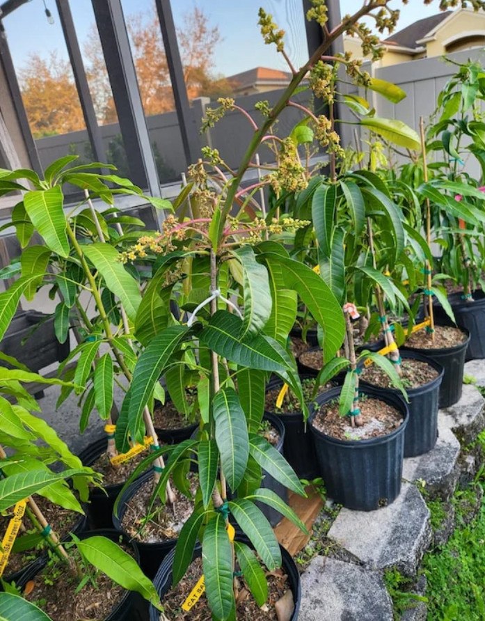 Live Grafted Pineapple Pleasure Mango Tree – 3 Gal Pot – Fruit Tree – No Ship CA