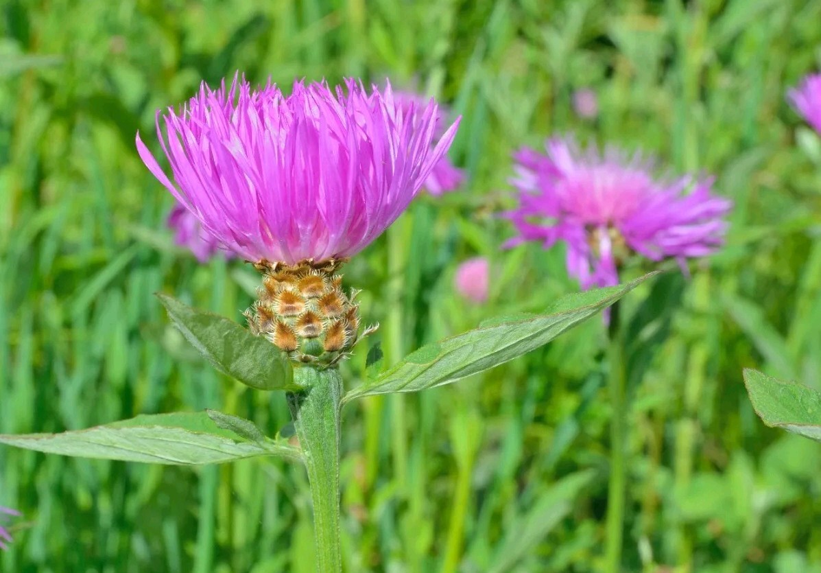 Maralroot or Maral Root (Rhaponticum carthamoides Asteraceae) SEEDS