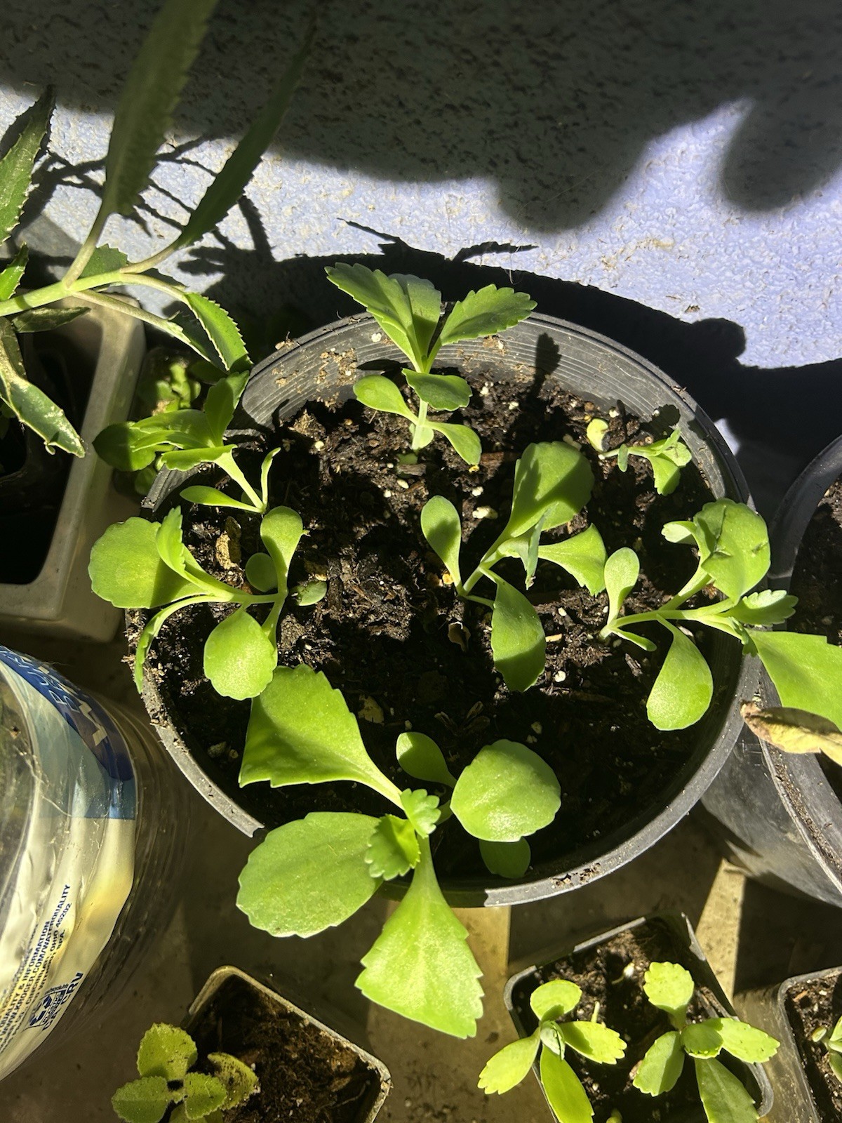 Kalanchoe Mother Of Thousand