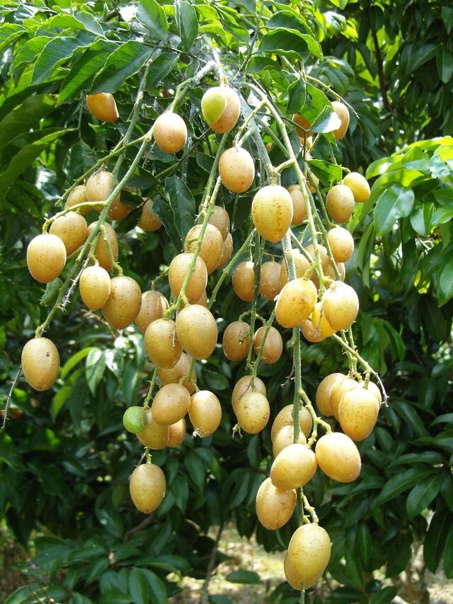 Sweet Wampee Fruit Tree 15” Clausena lansium 甜黄皮树 Ready To Plant No Pot