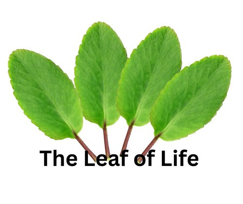 Kalanchoe Pinnata ~10ct Leaves ~Miracle Wonder Leaf ~Medicinal | Planting