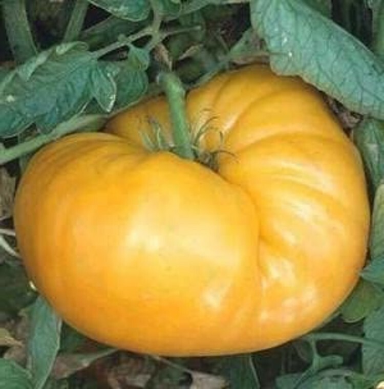 Tomato Beefsteak Kentucky Heirloom Clear Orange Color & Green Shoulders 10 Seeds