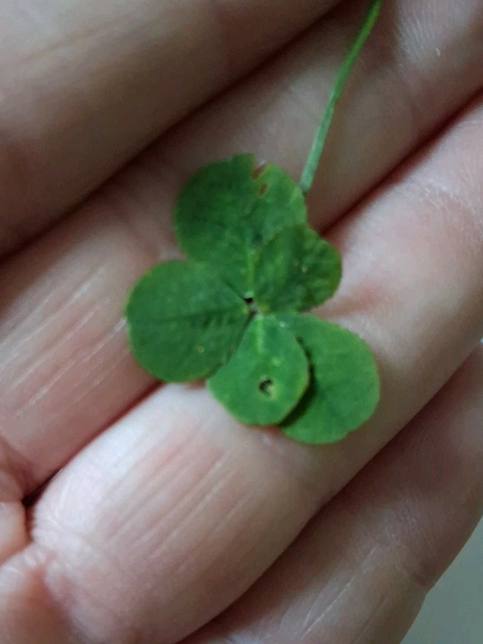 🍀RARE REAL 5 Leaf Clover 🍀 Picked 6-30-2026 10:15 AM Newark,Ohio Road Trip.