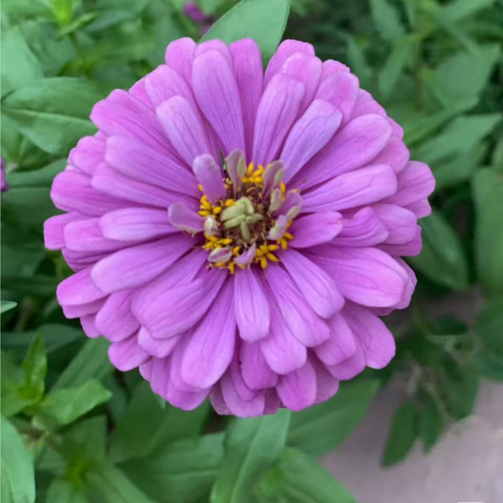 50 Purple Zinnia Seeds – Large Double Blooms, Easy Annual Garden Flowers