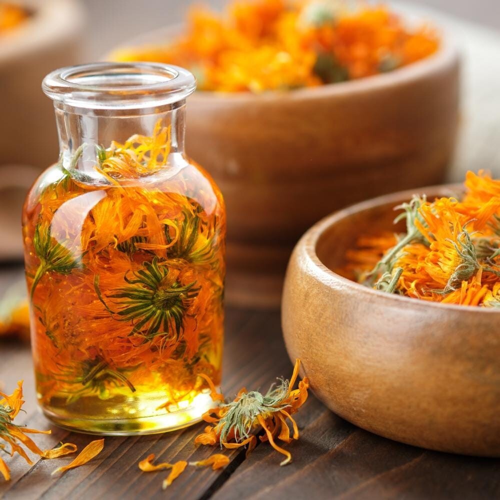 Calendula seeds (Calendula officinalis) – Seeds, Non-GMO, Open – Pollinated