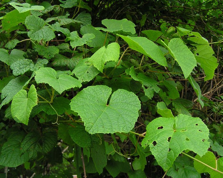Amur Grape, Vitis amurensis, Vine Seeds (Edible, Fast, Fall Color, Hardy)