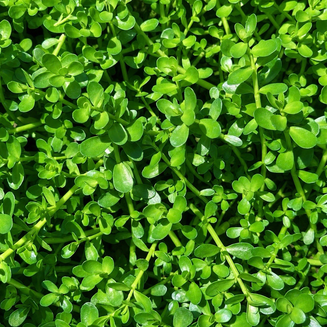 15+Stems Bacopa Live Aquarium Plant. Buy 2 Get 1 Free