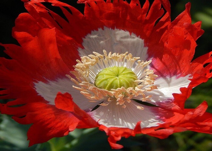 10,000 Danish Flag Poppy Seeds STRATIFIED Somniferum Large Red and White Blooms