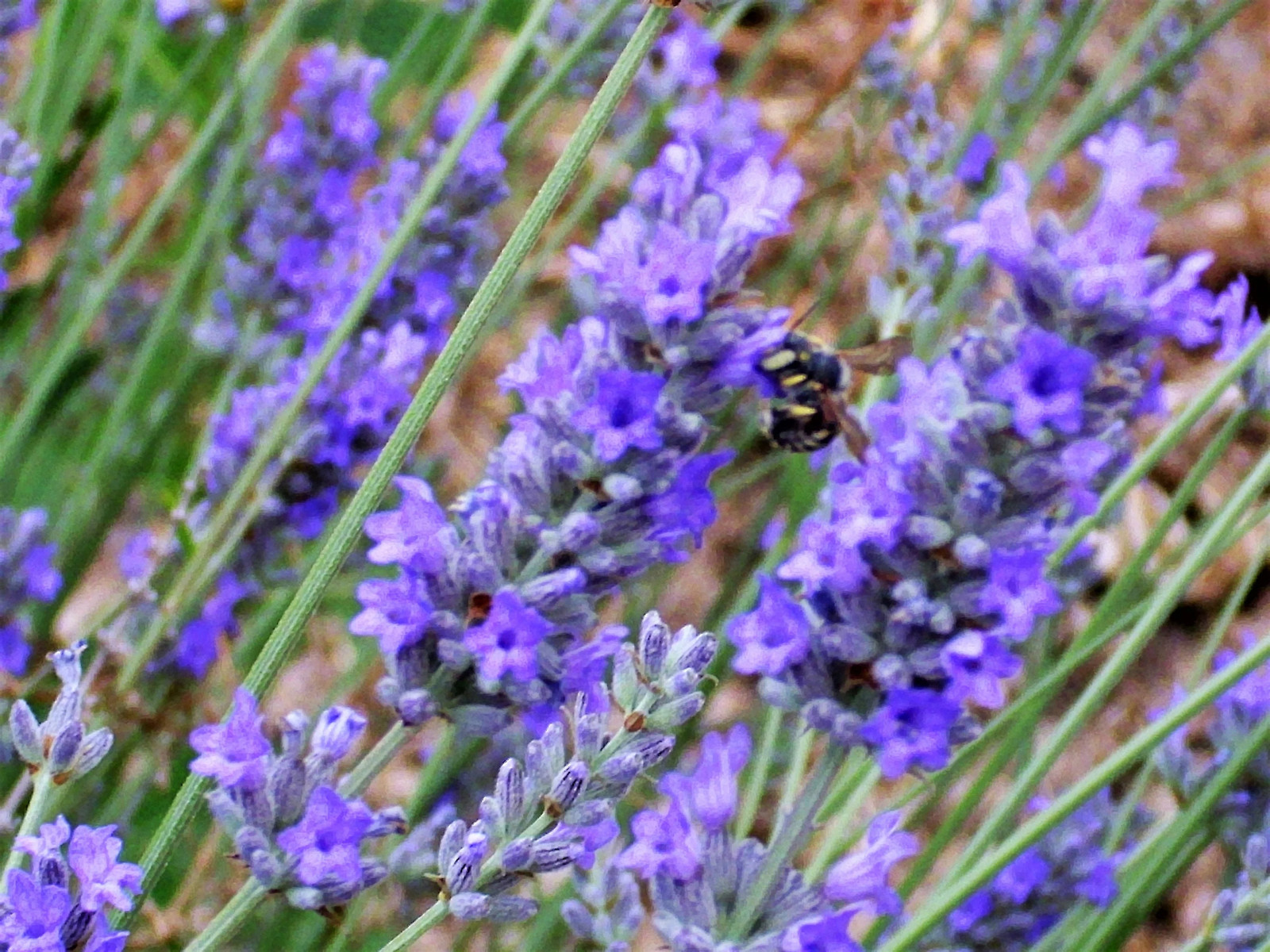 150 Portuguese SPIKE LAVENDER Lavandula Latifolia Blue Purple Flower Herb Seeds