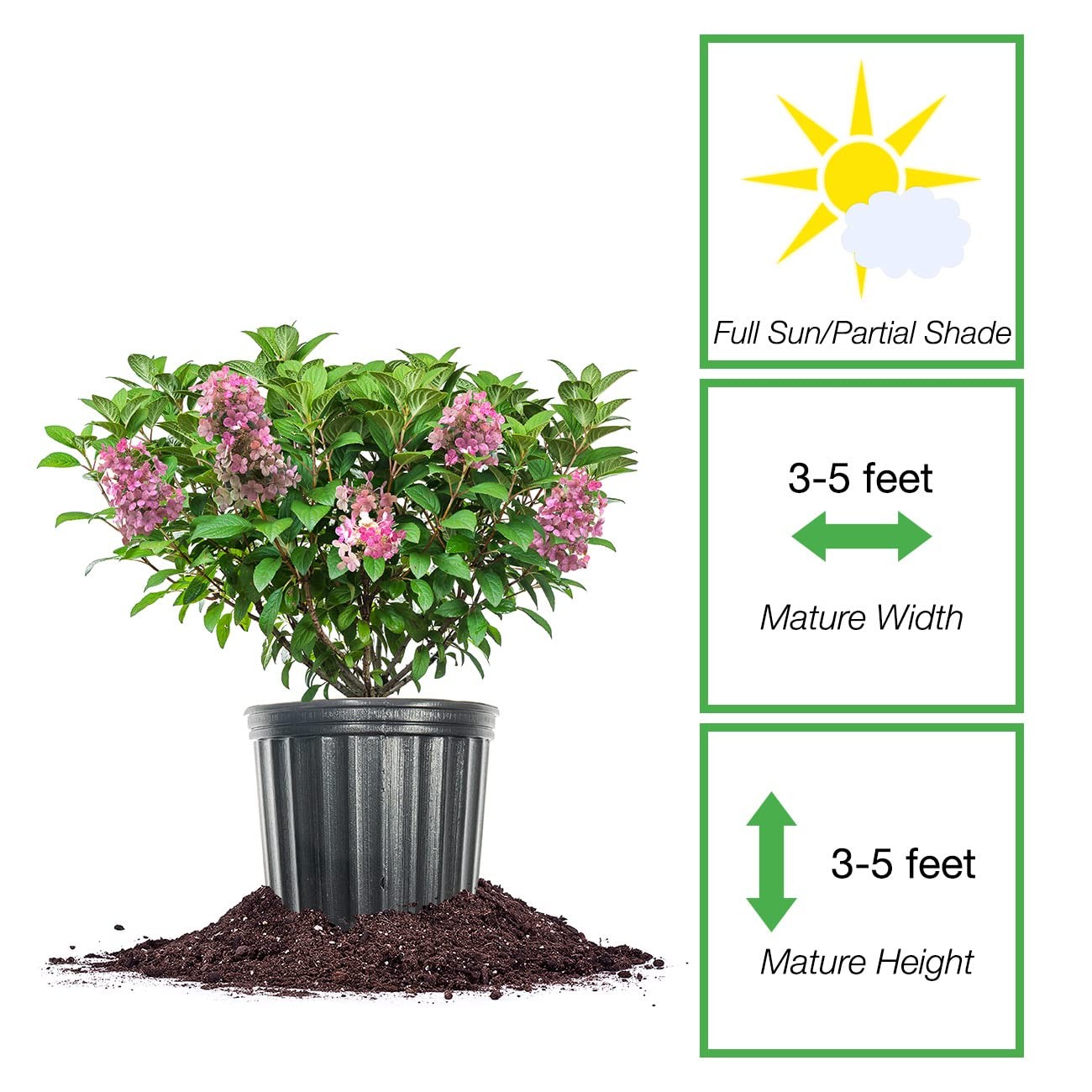 Little Quick Fire Hydrangea Shrub in 3 Gallon Pot | Early Blooming White to P…
