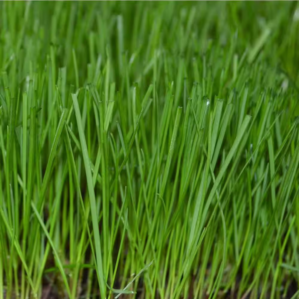 50 Lbs. Perennial Ryegrass Blend