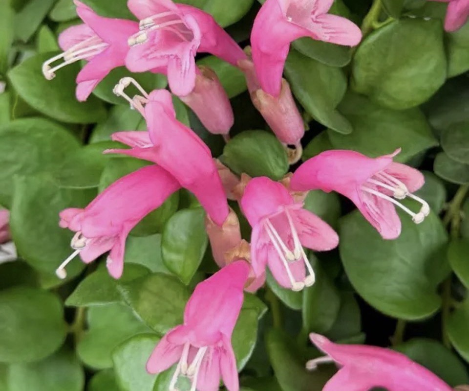 Rare! Thai Pink Lipstick Plant (Aeschynanthus ‘Thai Pink’ or ‘Pink Passion’)
