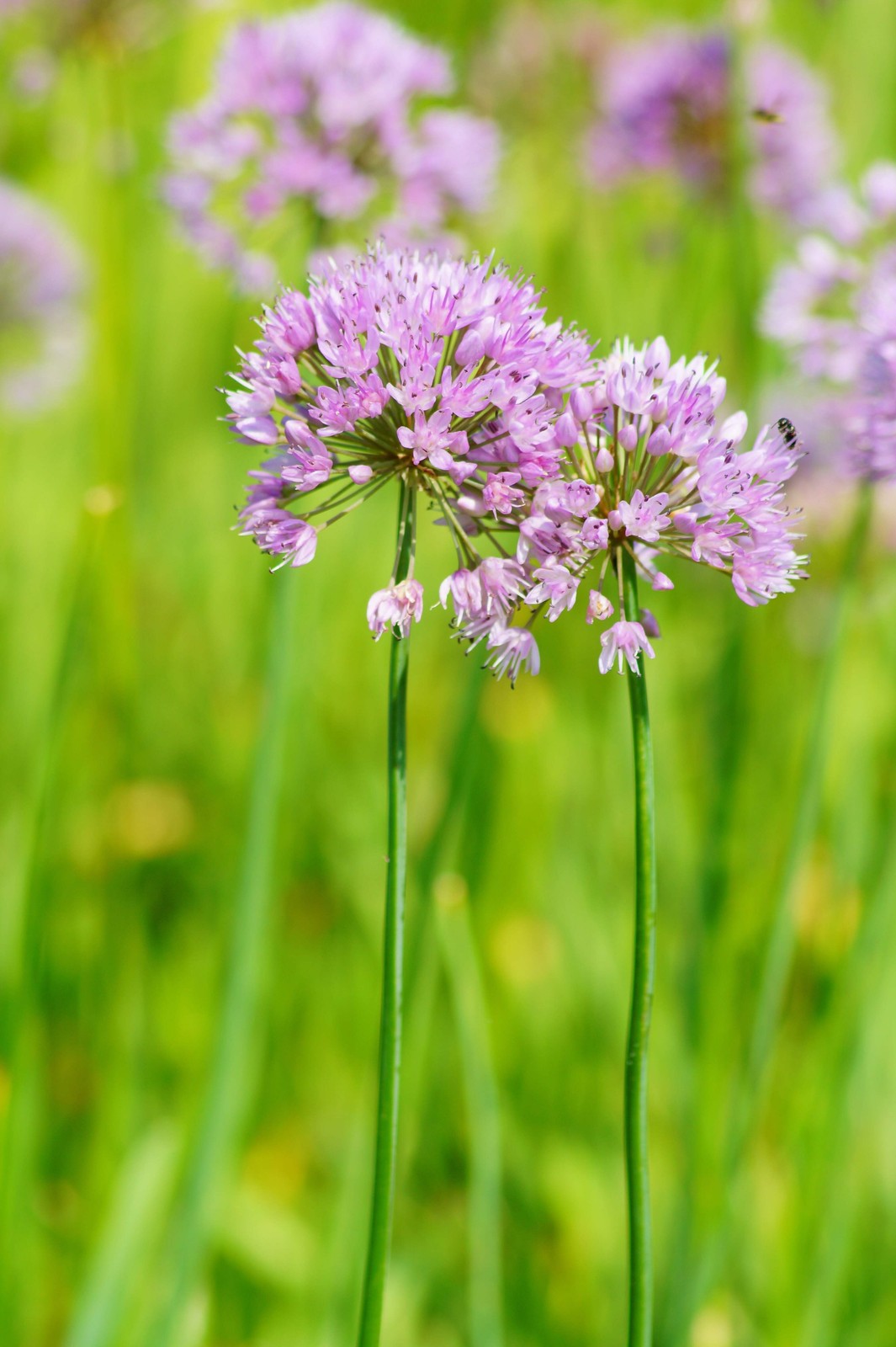 250 ALLIUM NODDING ONION Allium Cernuum Flower Seeds