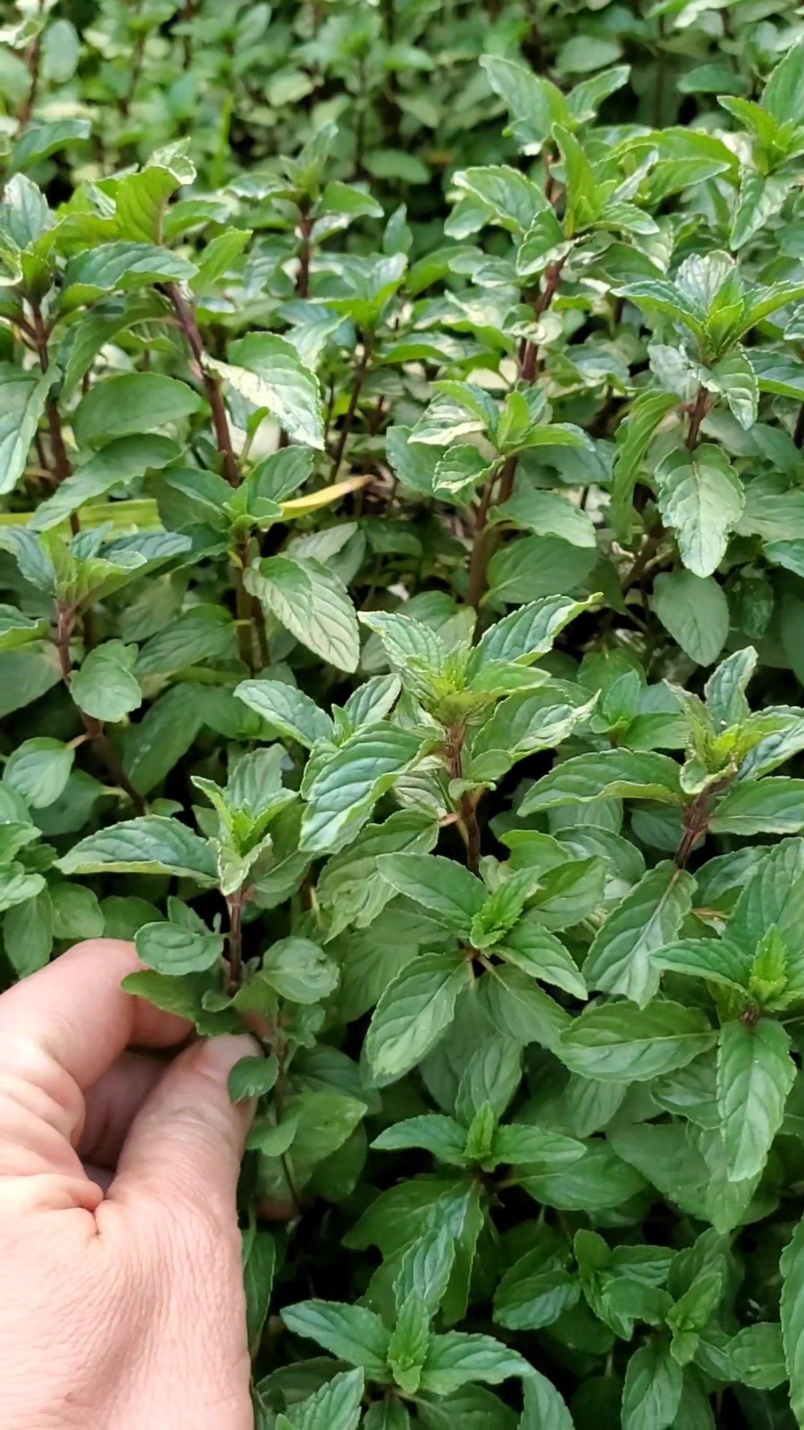 2x Chocolate Mint Plants (Mentha × piperita) – Heat-Tolerant Peppermint