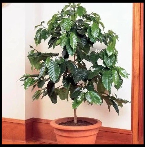 Coffee Arabica Tree Beans 10- 110 Seeds Air purifying Houseplant decor Easy grow