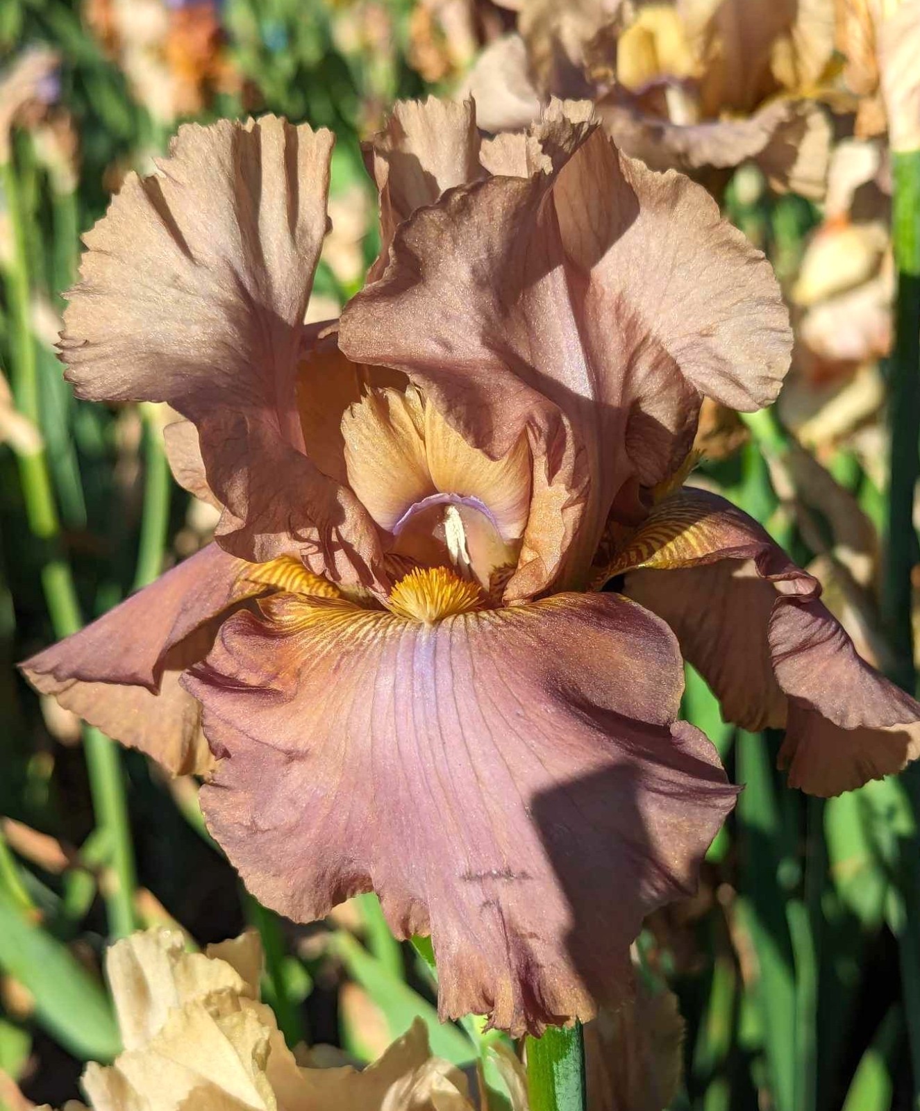 ‘Downtown Brown’ ‘Tall Bearded Iris Rhizome PRE-SALE to Ship Aug/Sept