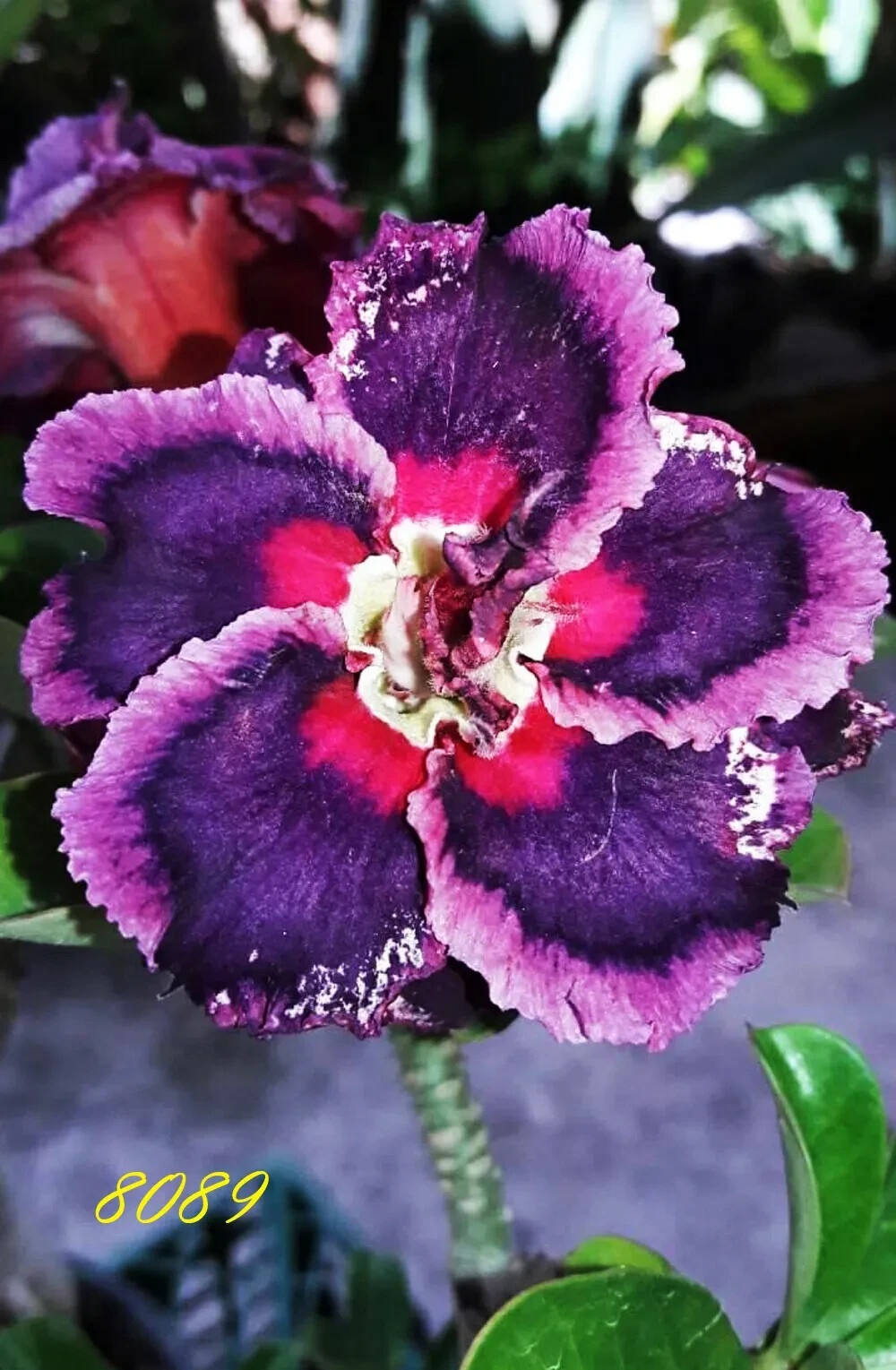 PURPLE PAZZAZ 8089~ Desert Rose Adenium Obesum SMALL Rooted Seedling Plant