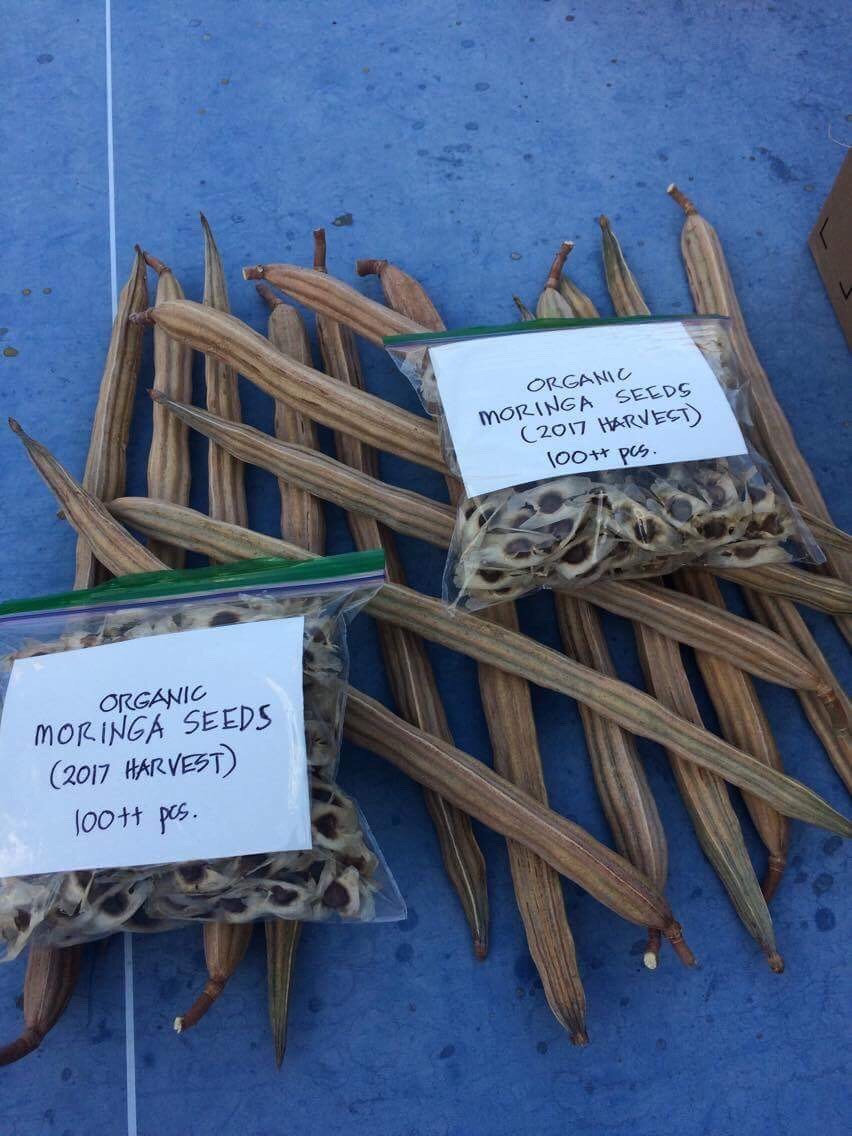 Malunggay Seeds (harvested in Palm Springs)