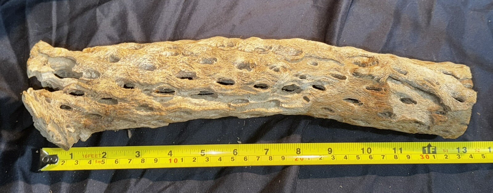 Natural Dry Cholla Cactus Skeleton – 13″ – Aquarium – Decoration