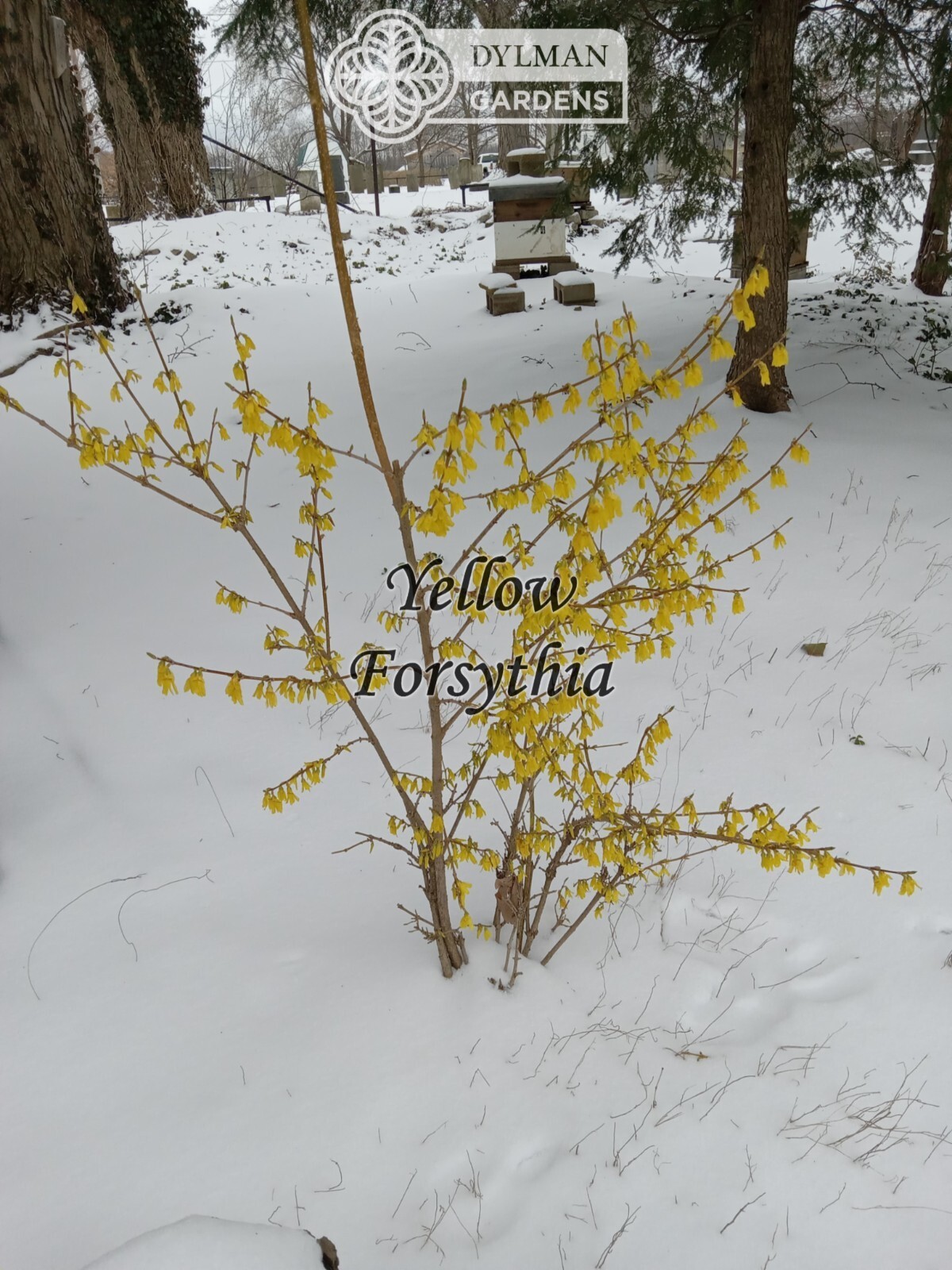 Forsythia Plant (Forsythia x intermedia) – Yellow Spring Blooms – Multiple Sizes