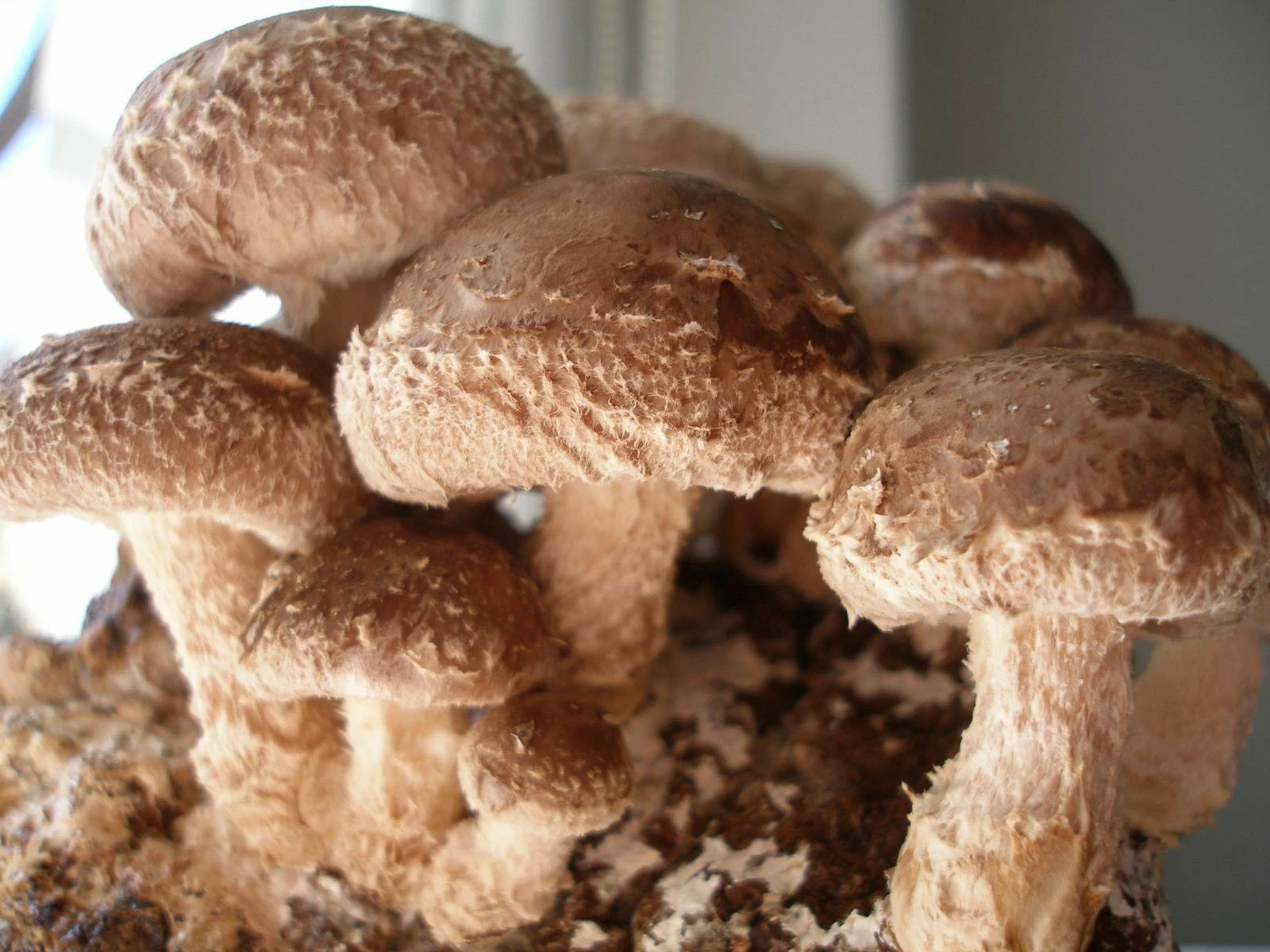 “Seeds ” Mushroom Shiitake Imperial Spores – 20 gr spawn on dry seeds