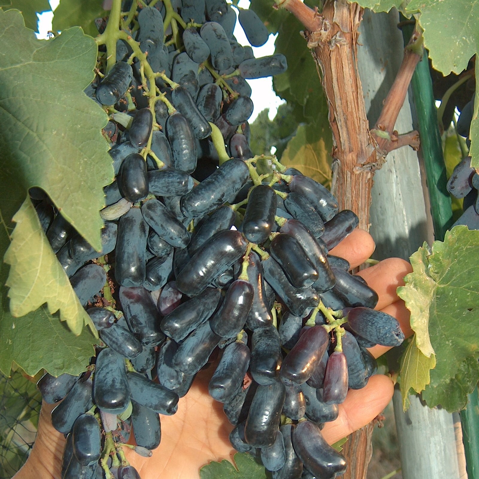 T215A Lady Finger Black Seedless Bare Root Vine Moon Drop Plant Long Table Grape