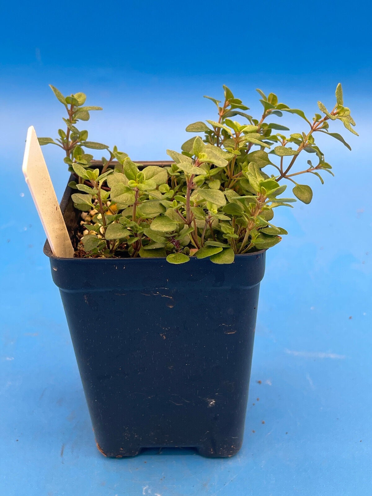 Wild Thyme Live Plant 3″ Starter Pot – Thymus praecox