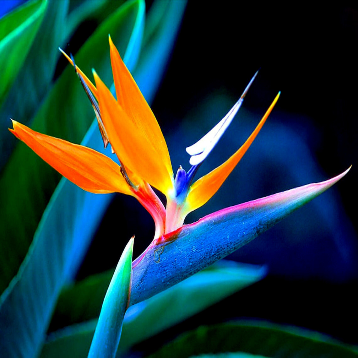 ORANGE BIRD of PARADISE SEEDS (Strelitzia reginae) Tropical Crane Flower Plant