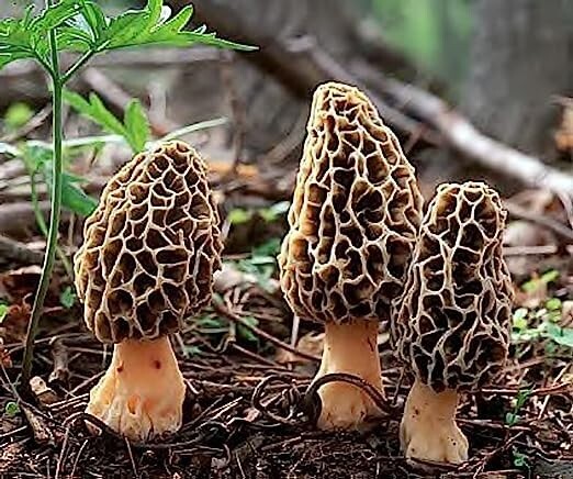 Black morel mushroom- 20 gr spawn/mycelium on dry seeds
