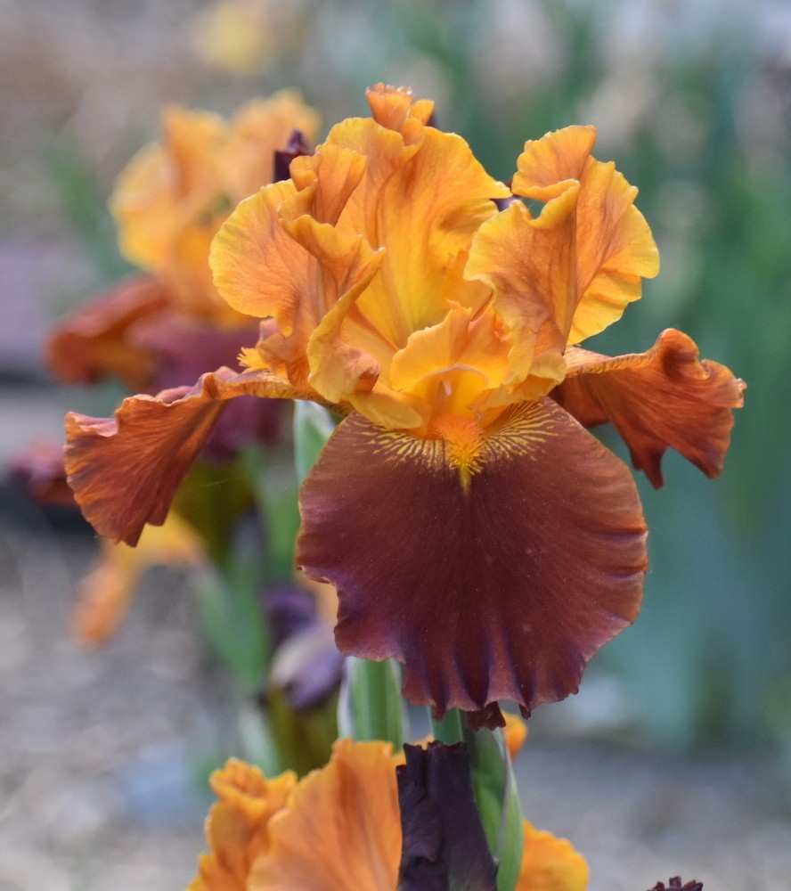 ‘Colorado Expressions’ ‘ ﻿ TB Bearded Iris Rhizome PRE-SALE to Ship Aug/Sept
