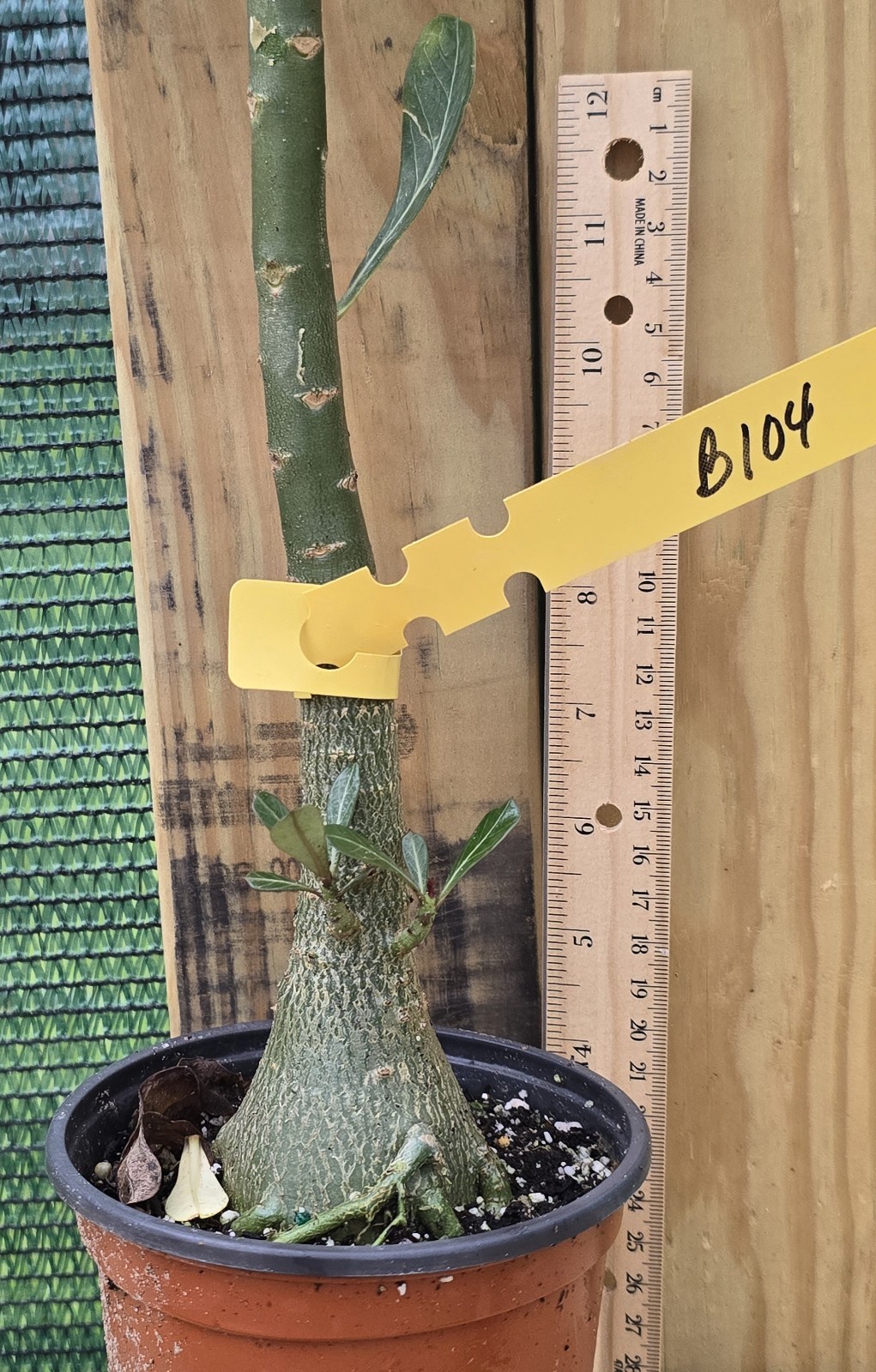 B104: Exotic Desert Rose Plant/ Adenium/ Rosa del Desierto/ Original from Seed