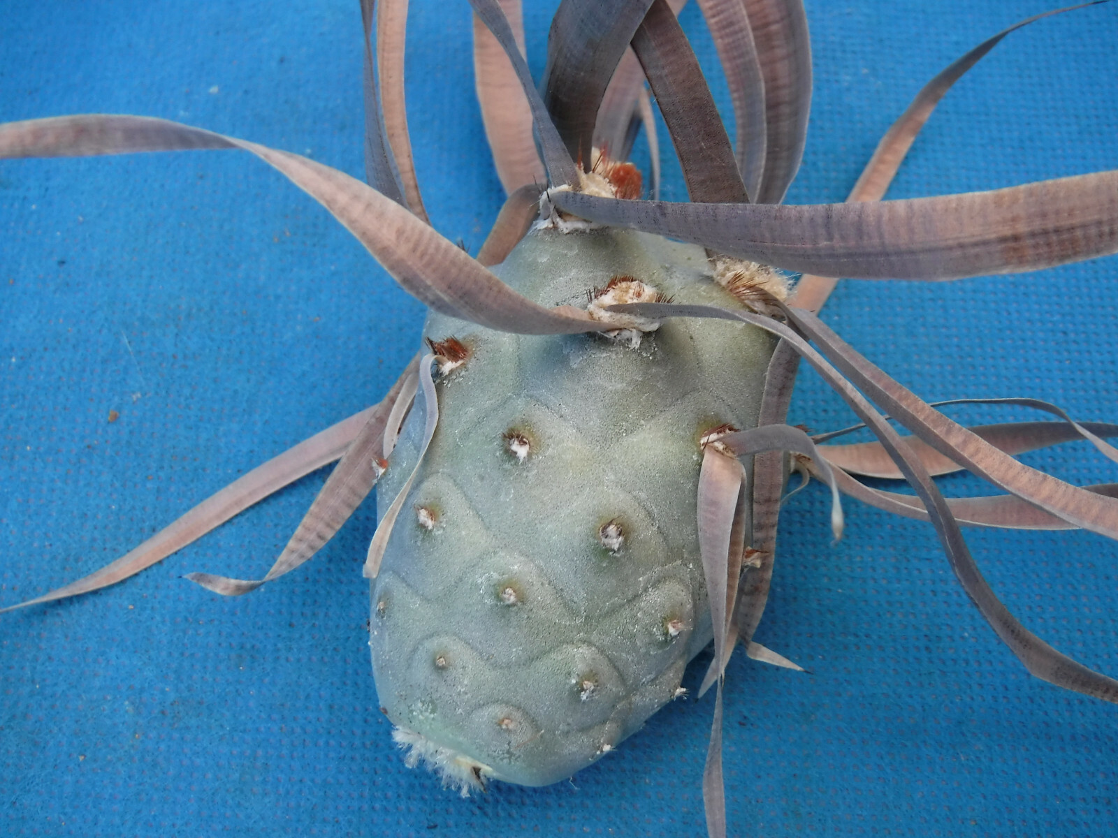 Tephrocactus articulatus “Paper Spine” LARGE BROWN SPINE CULTIVAR One Segment