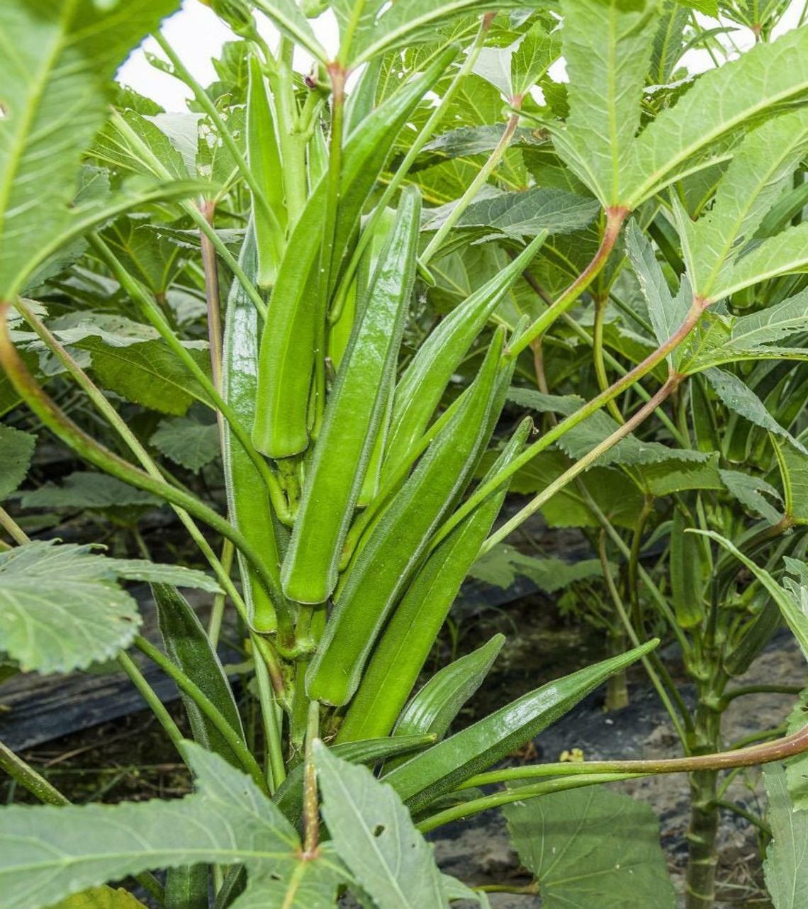 Okra CLEMSON SPINELESS 80 Heirloom Edible Tall AAS Winner USA Non-GMO 60 Seeds!