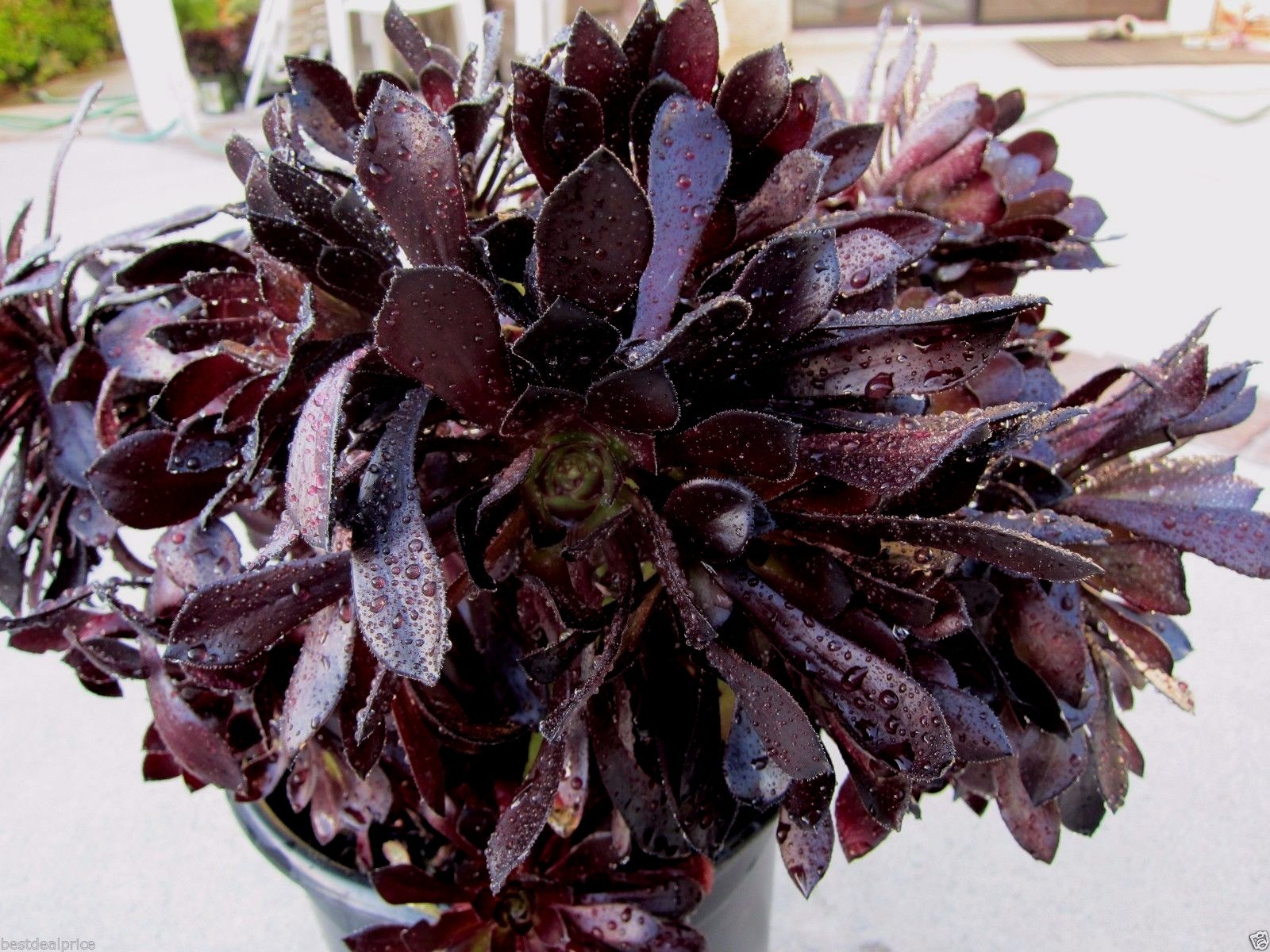 BLACK ROSE Deep Dark Purple Aeonium Succulent 2 cuttings