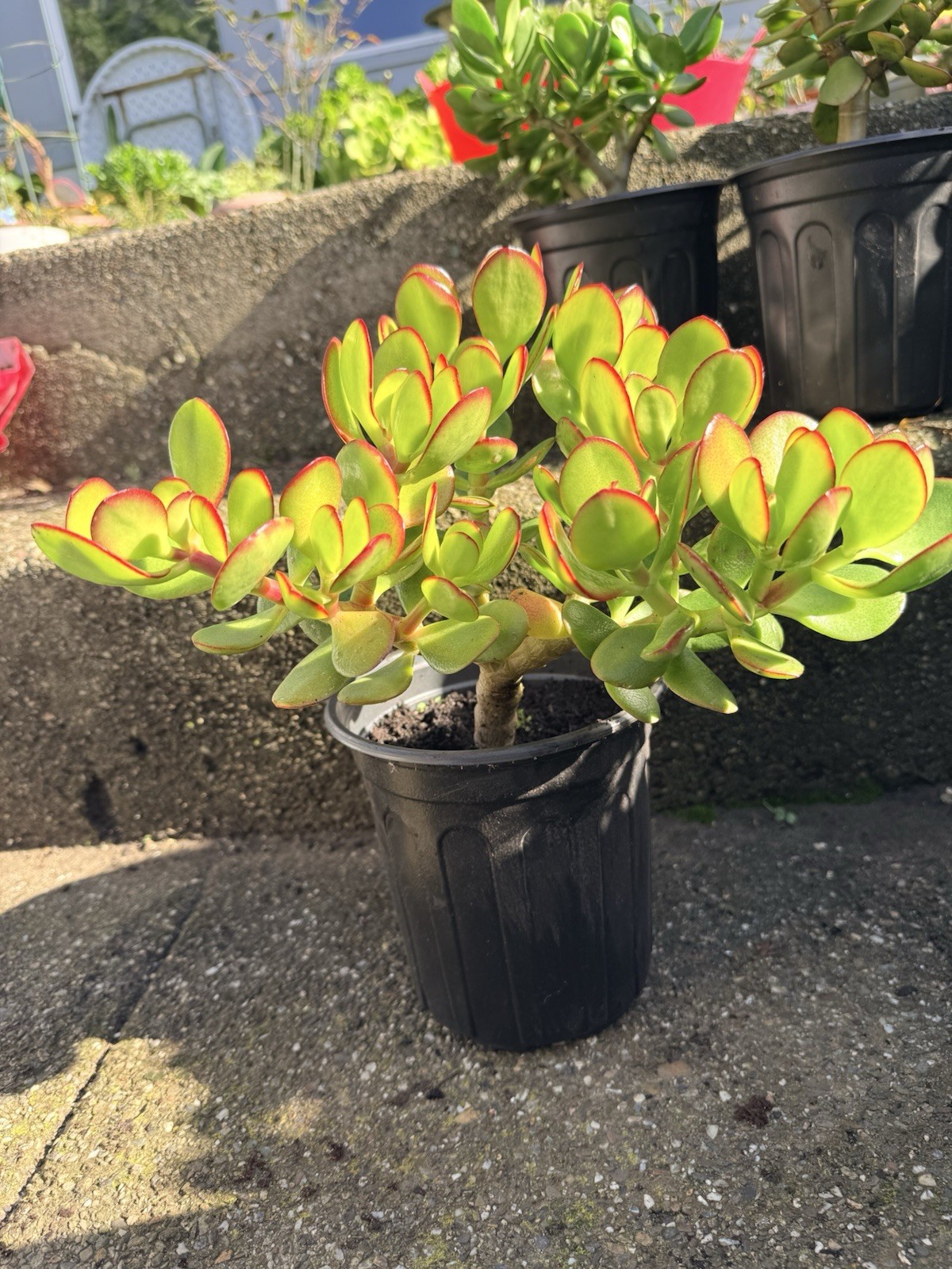 LARGE 1+ FOOT Rooted Jade / Money Plant Live Bonsai Tree