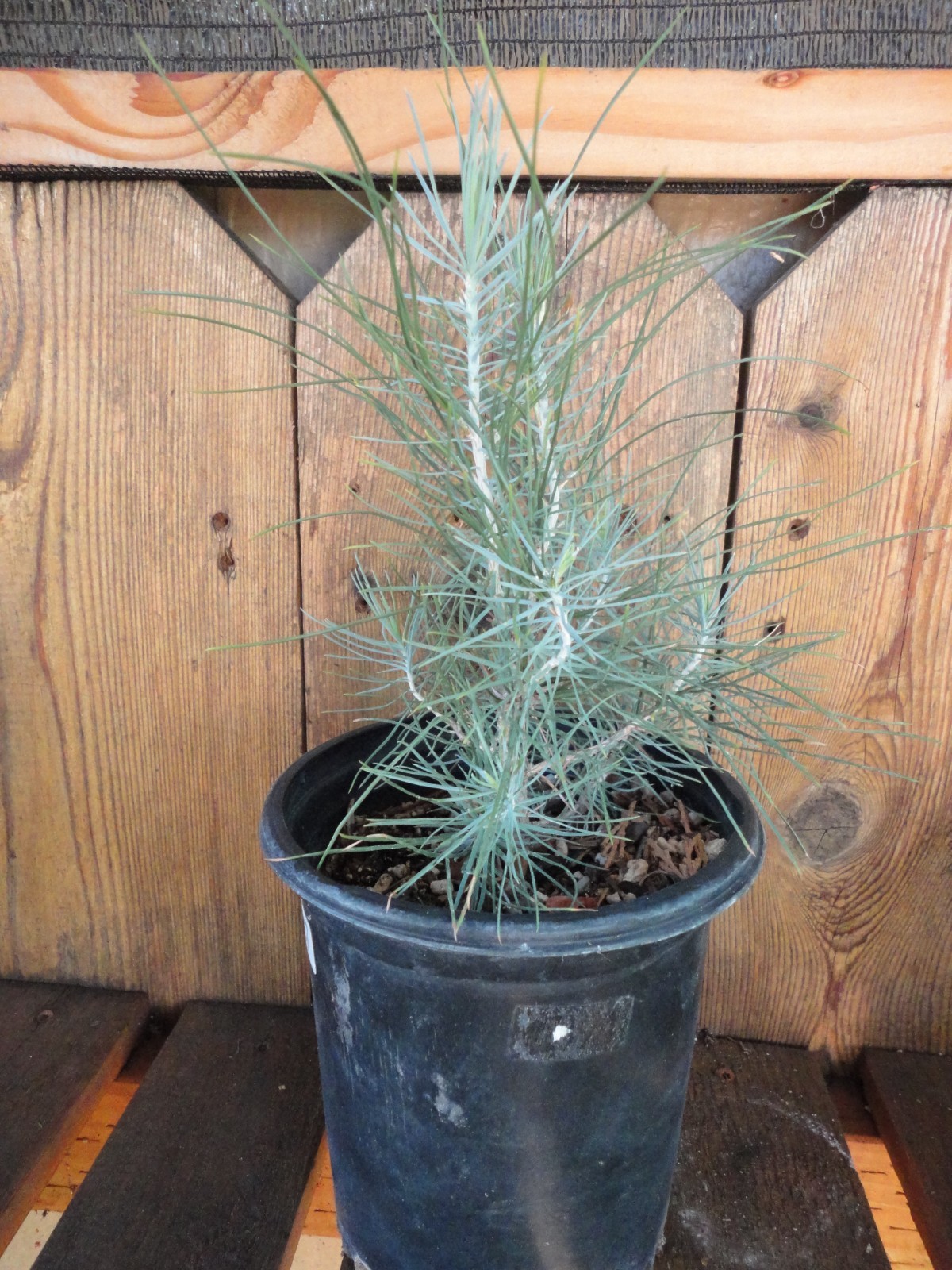 Digger Pine/Gray Pine/ Ghost Pine – Pre-Bonsai 4 year old Trees *Growers Choice*