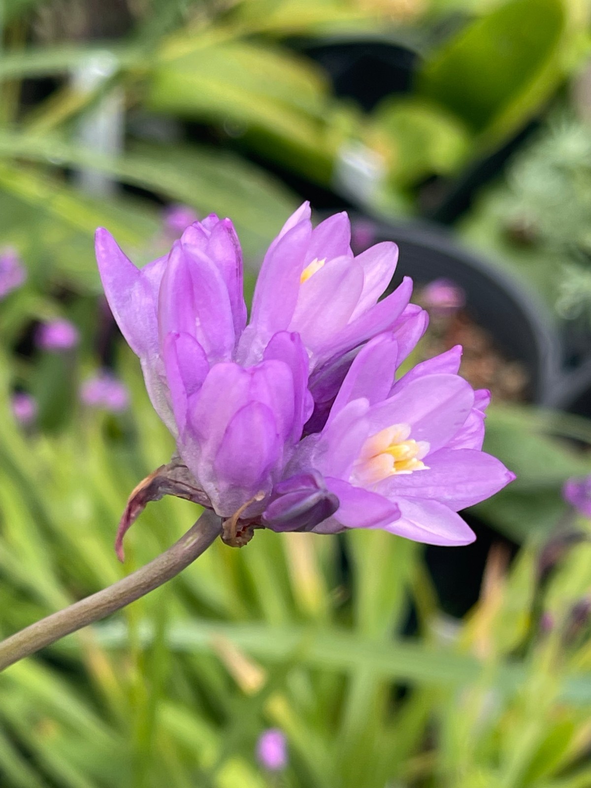 Bulbs B, CHOOSE 2: Brodiaea california, elegans, Dichelostemma, Dipterostemon