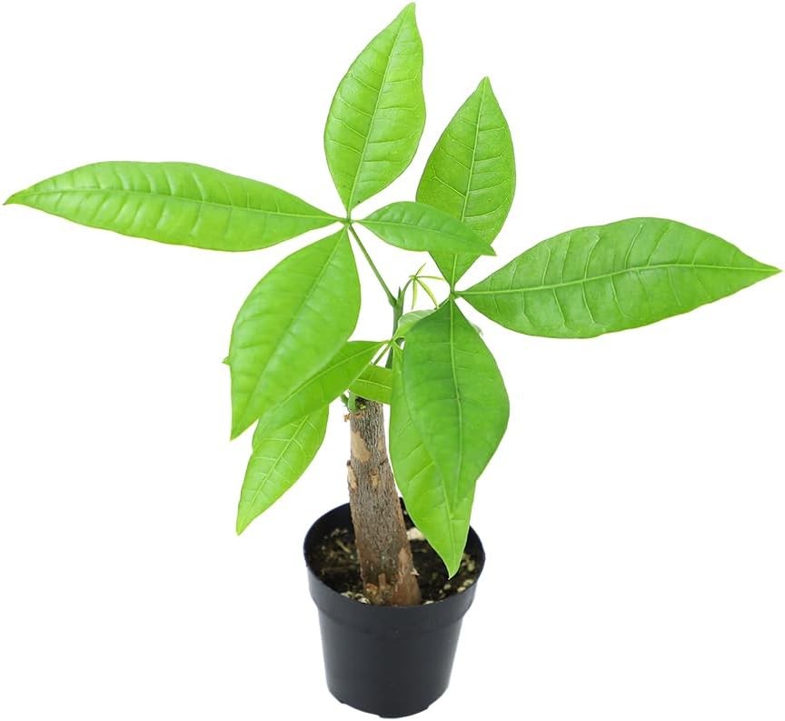 , Live Money Tree Plant, Pachira Aquatica Money Tree, Feng Shui Money Tree Pa…