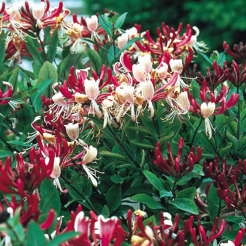 ~Serotina Belgica~Honeysuckle Vine Plant Late Dutch Lonicera~HUMMINGBIRD HEAVEN!