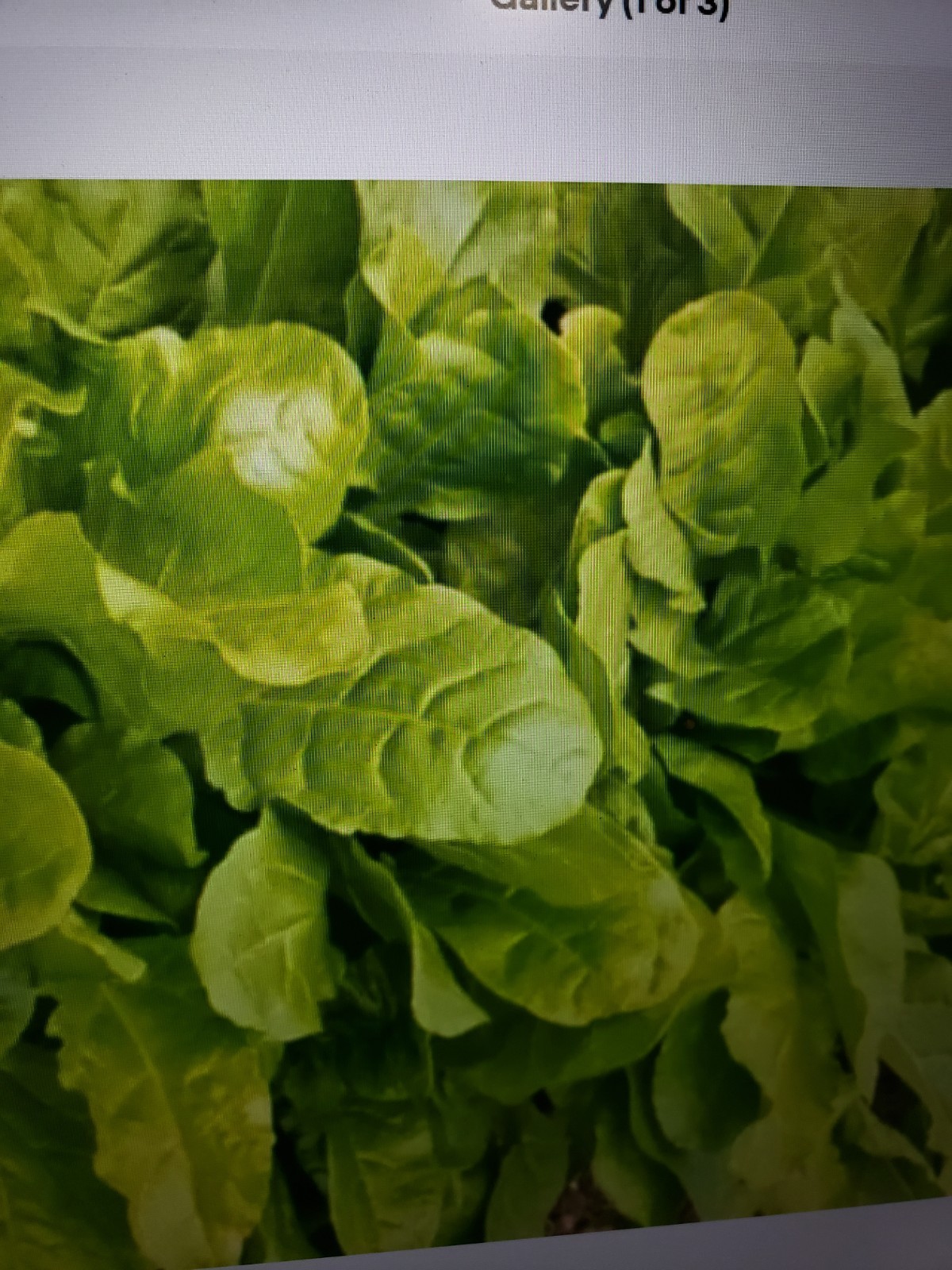 Indian Palak Green Chard Indian spinach Seeds 100 Seeds USA seller Free Shipping