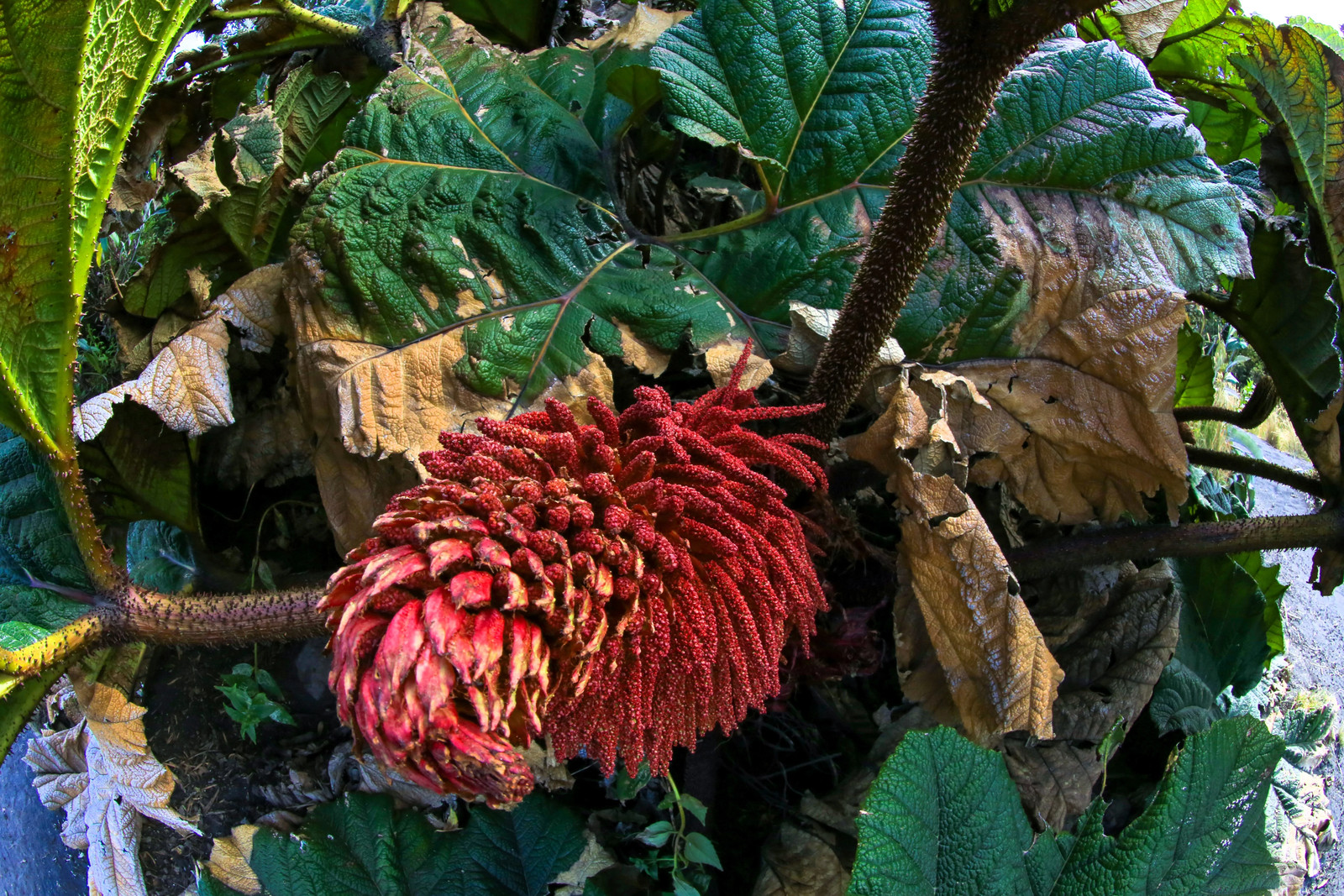 10 GUNNERA INSIGNIS Giant Rhubarb (Leaves to 6′, Red Flower Spikes to 3′) Seeds