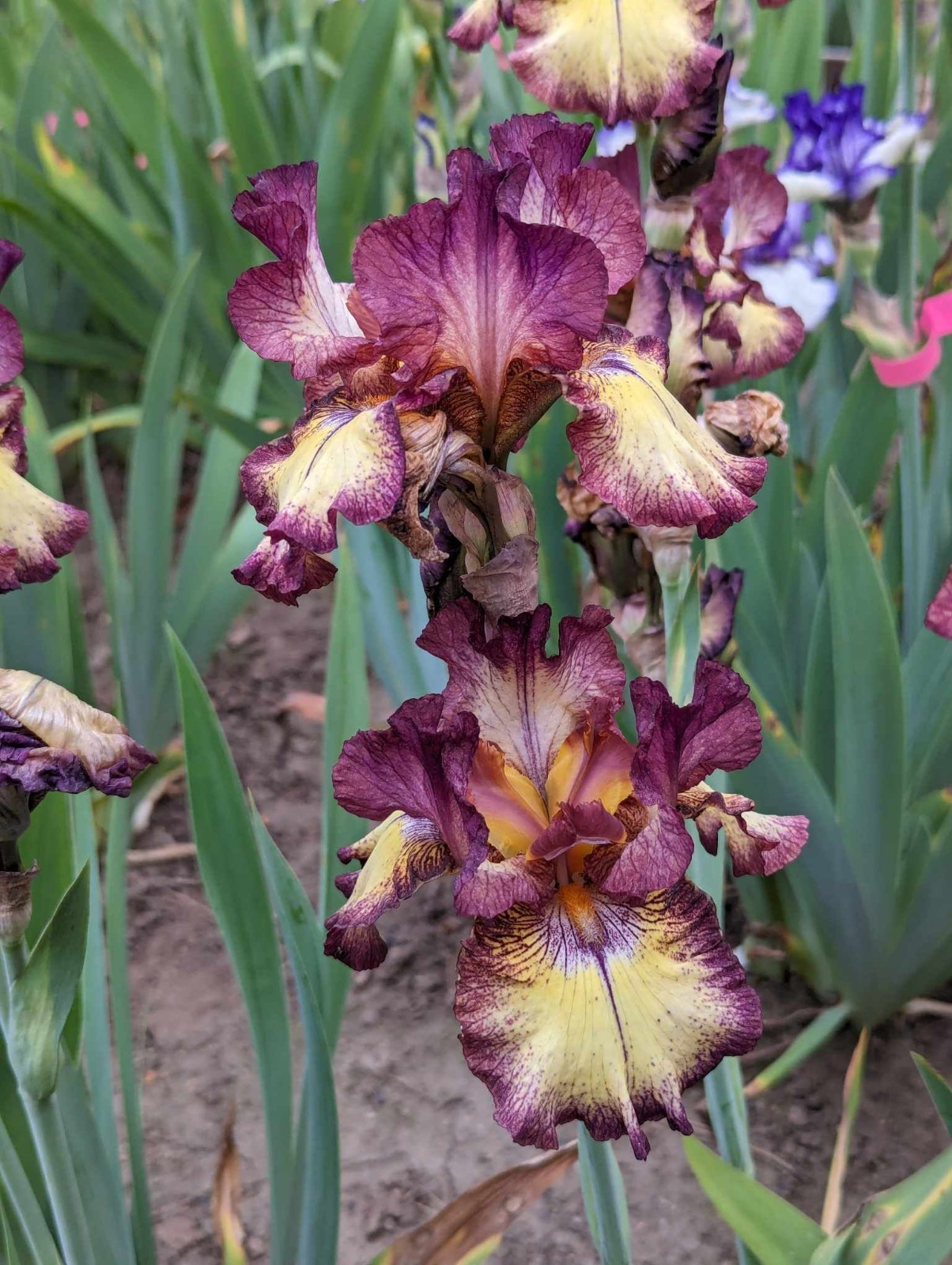 ‘Innocent Star’ TB Bearded Iris Rhizome PRE-SALE to Ship Aug/Sept
