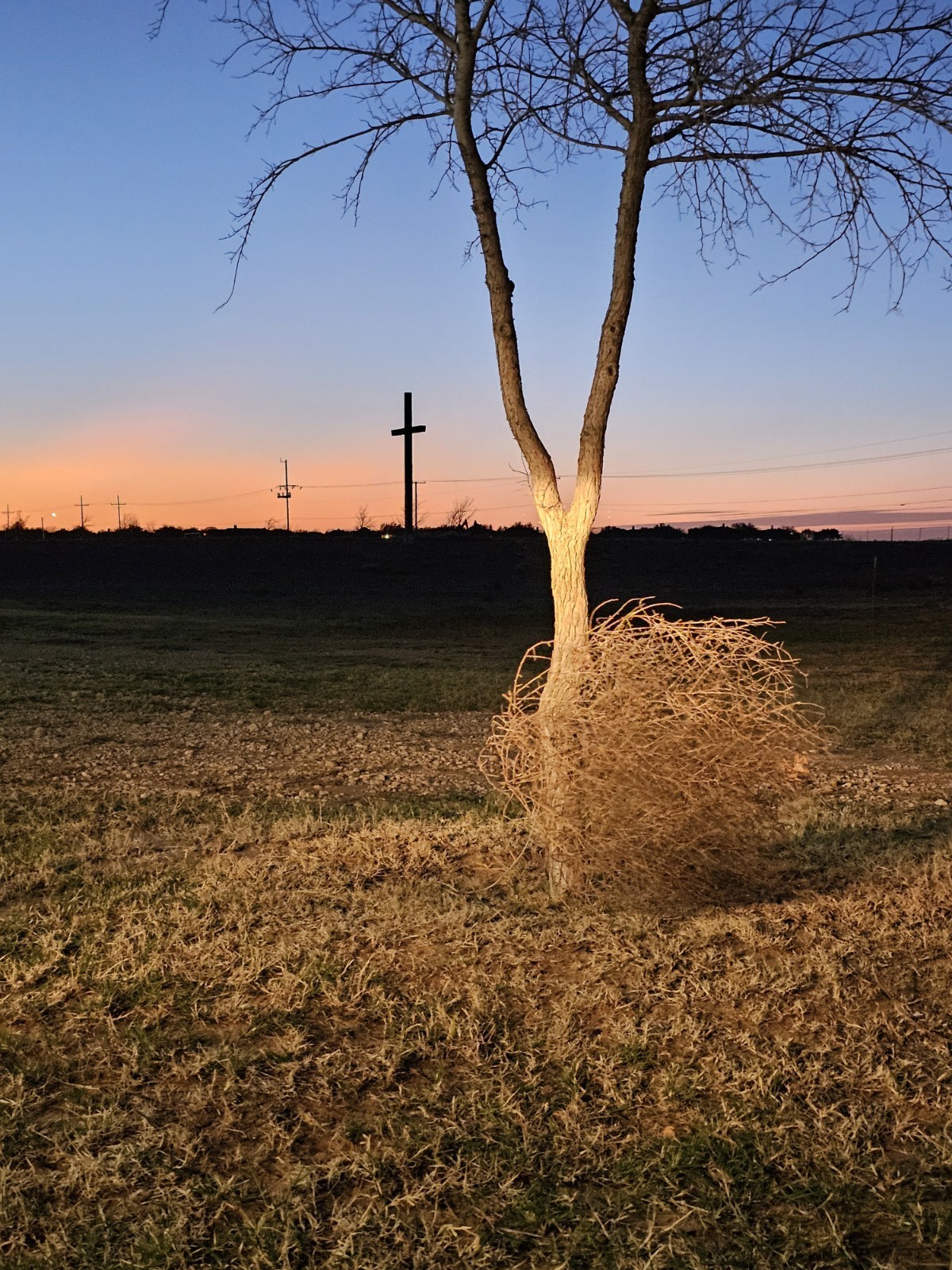 Mature Brown Tumbleweed Bare Root Deciduous Arid Outdoor Plant Specimen