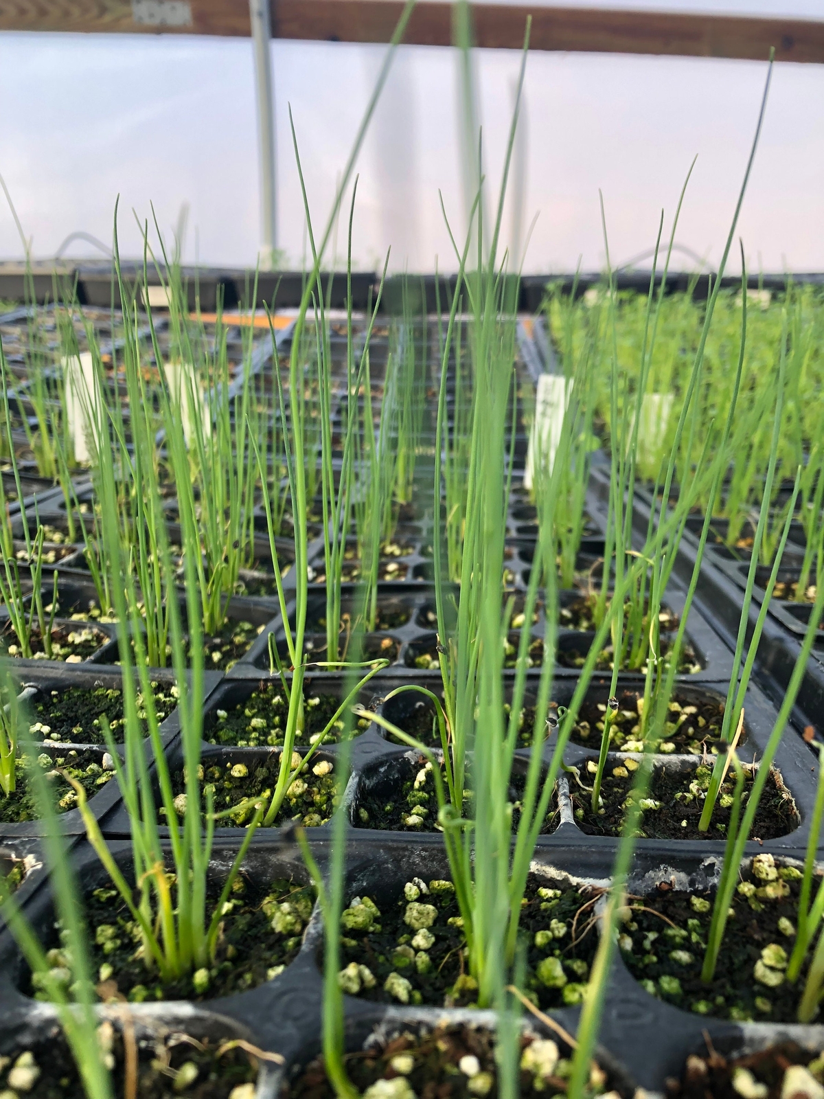 Chive Live Plants – Seedlings/Plugs- 4″- 5″ tall – 40-60 days old.