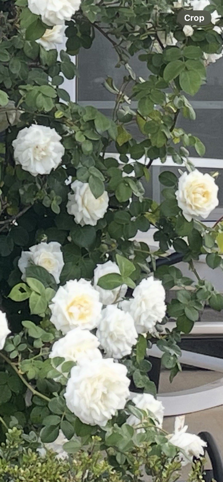 6 Cuttings of Cloud 10 Climbing Rose Live Flower Plant Scented+++ Everblooming!!