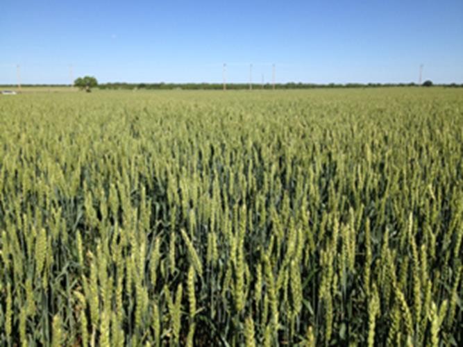 Wheat Seed, soft winter beardless wheat seed, 5 lb pack