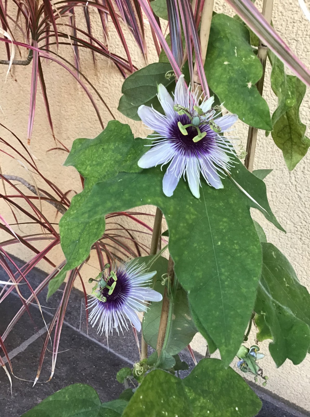 Passiflora “Bounty” – COLD HARDY Passion Fruit Plant – Live Plant