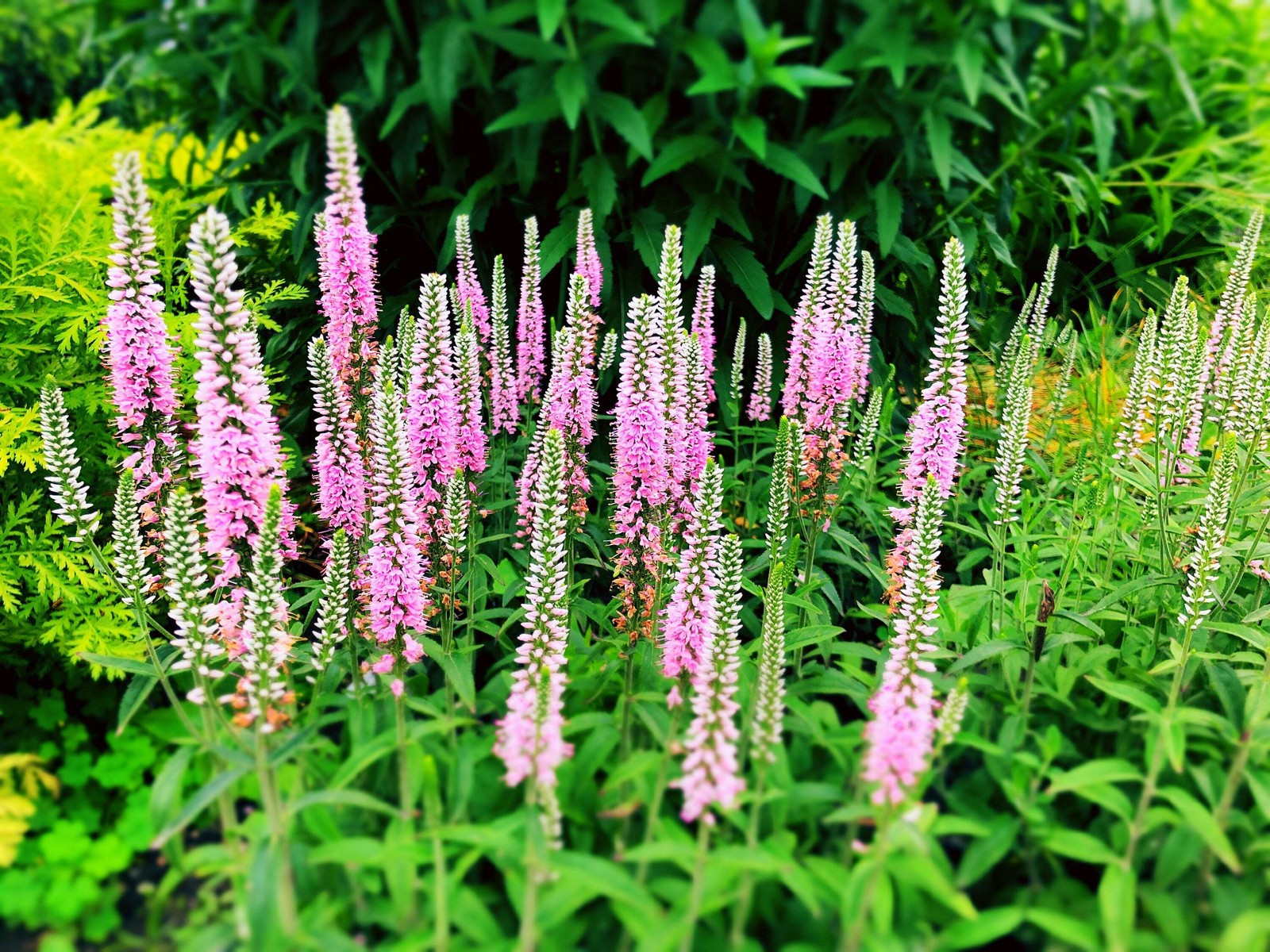 50 Light Pink VERONICA Longifolia / SPIKE SPEEDWELL Flower Seeds *Flat S/H