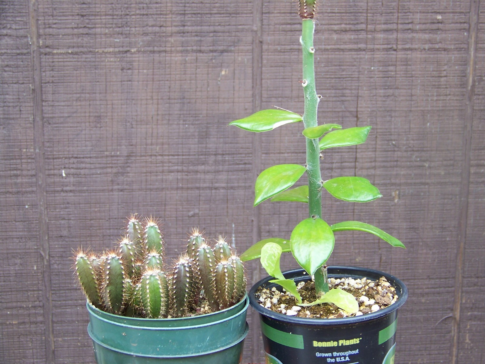 Pereskiopsis spathulata PERES GRAFTING CACTUS – 3 pieces healthy unrooted cactus