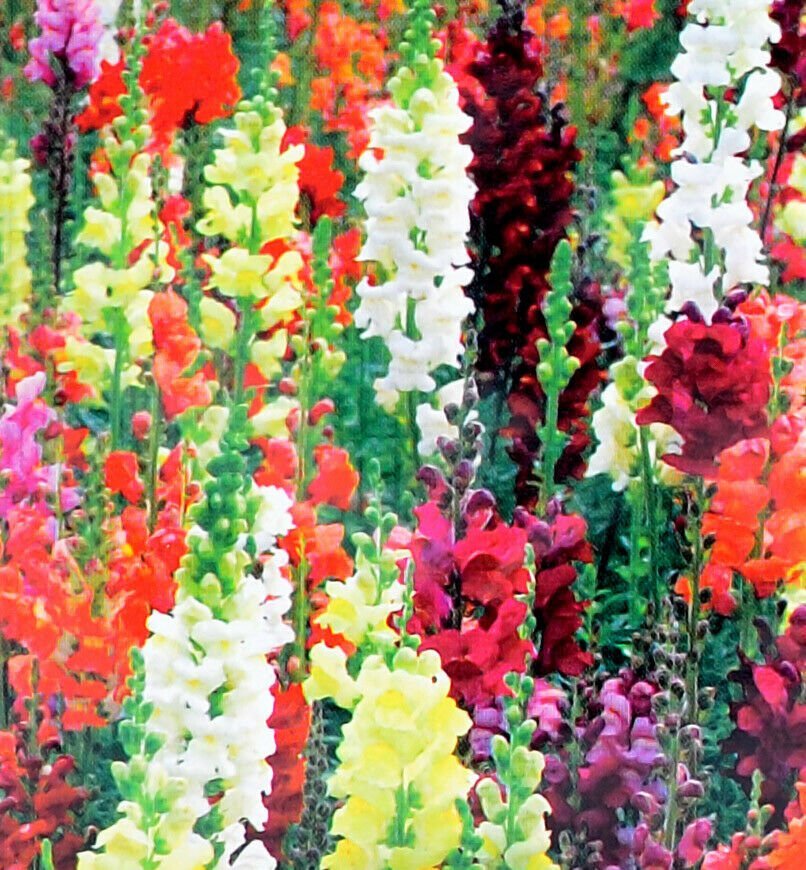 Snapdragon Tall Mix Seeds 2500+ Tall Flower USA BRIGHT MIXED COLORS FREE S&H